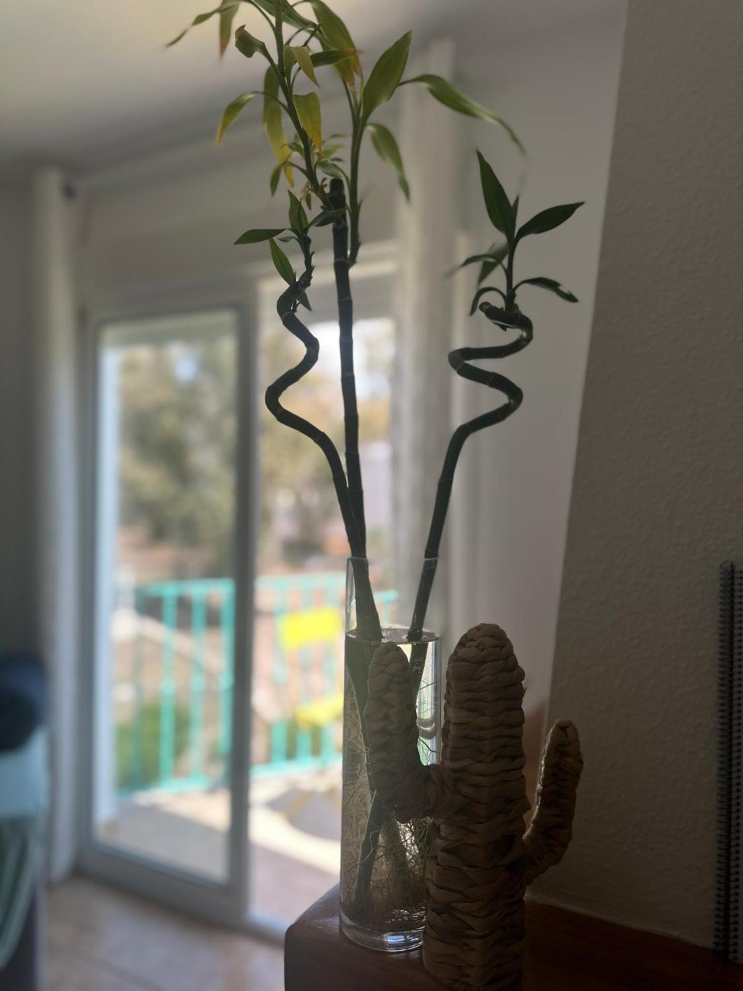 סן חוזה Casa Medusa מראה חיצוני תמונה