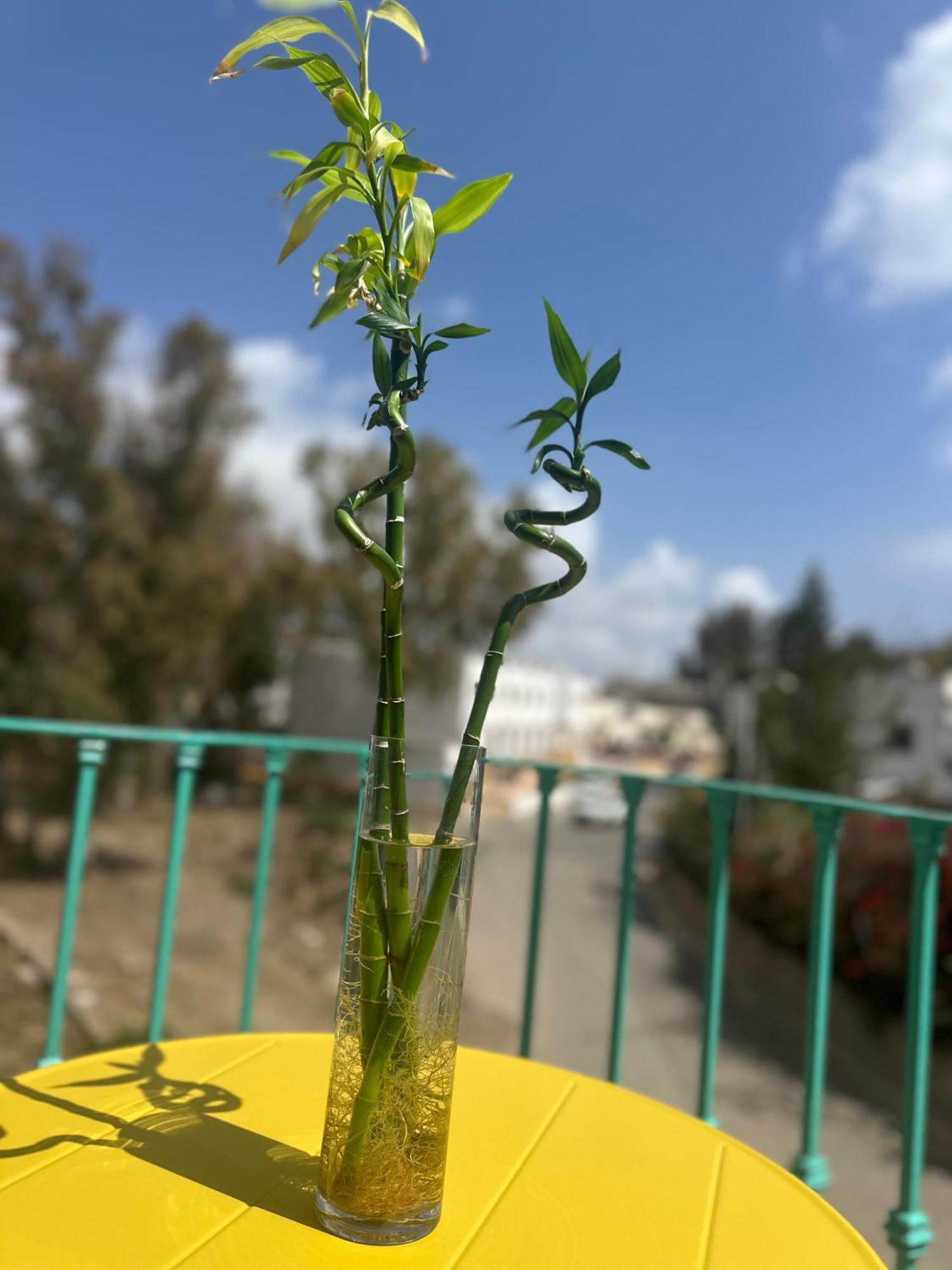 סן חוזה Casa Medusa מראה חיצוני תמונה